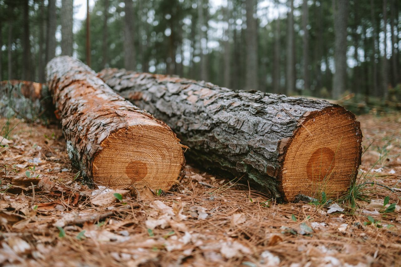 hero-img-02 Detailed view of tree logs on forest ground, showcasing texture and natural environment.