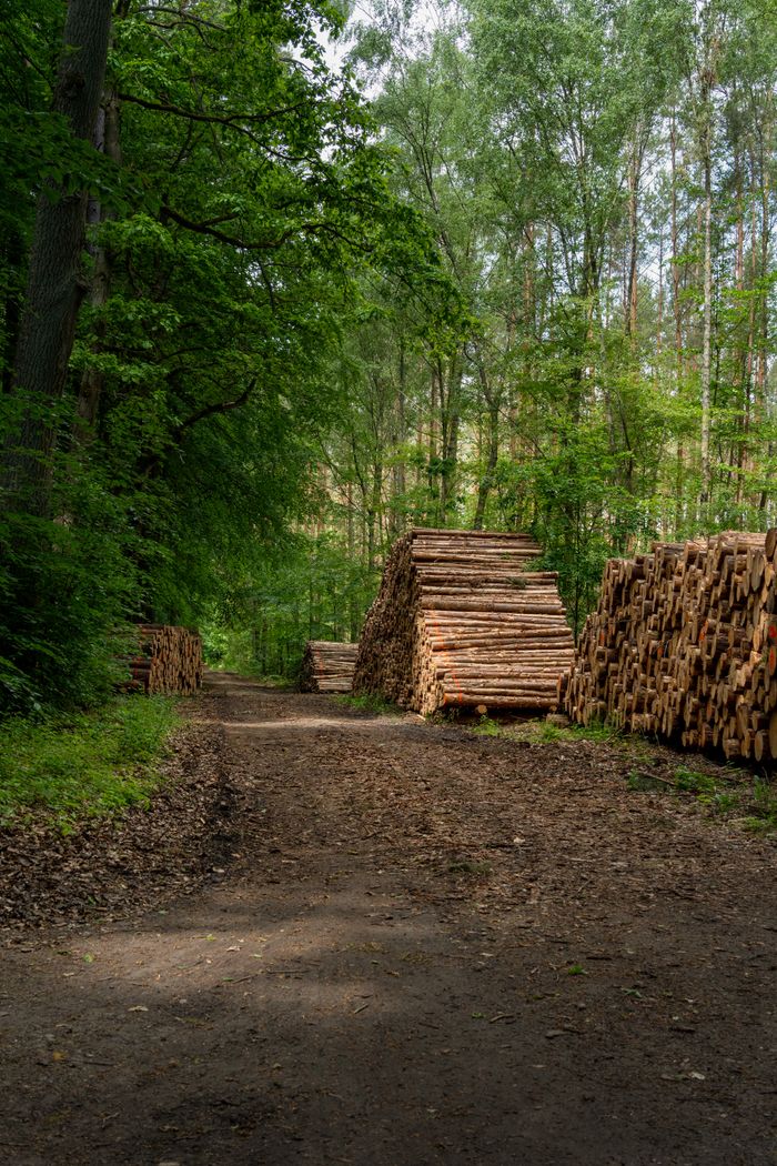 about-01 Sunlit forest path with neatly stacked timber logs amidst a verdant landscape.