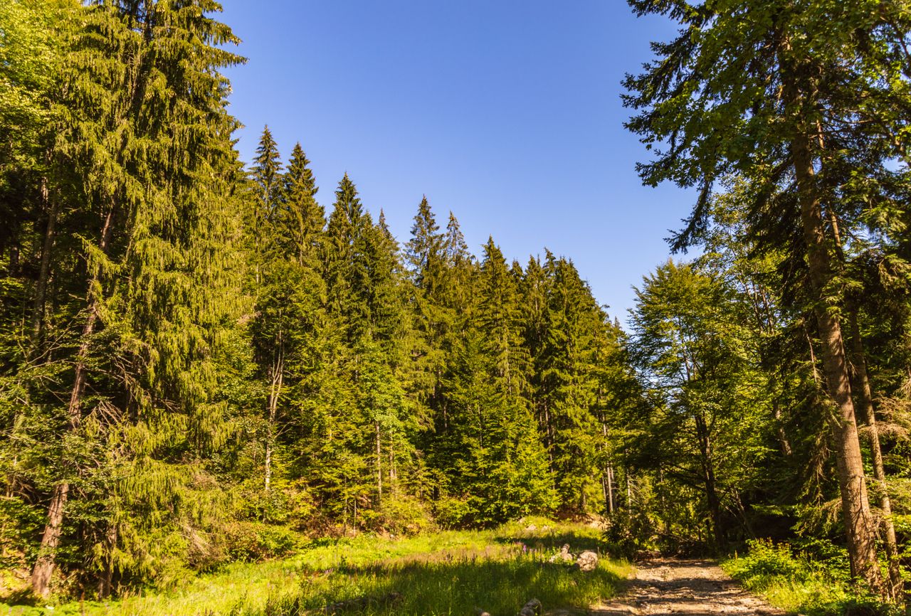 hero-img-01 A serene footpath surrounded by lush conifer trees in a Romanian forest under a clear blue sky.